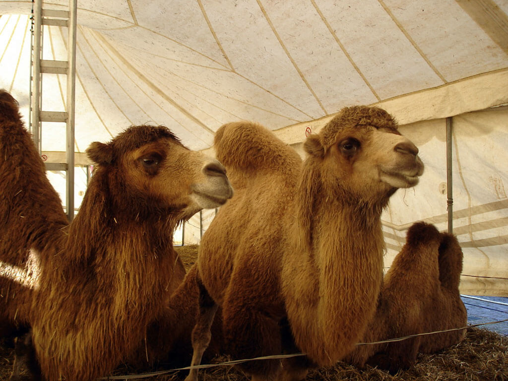 Kamelen circus