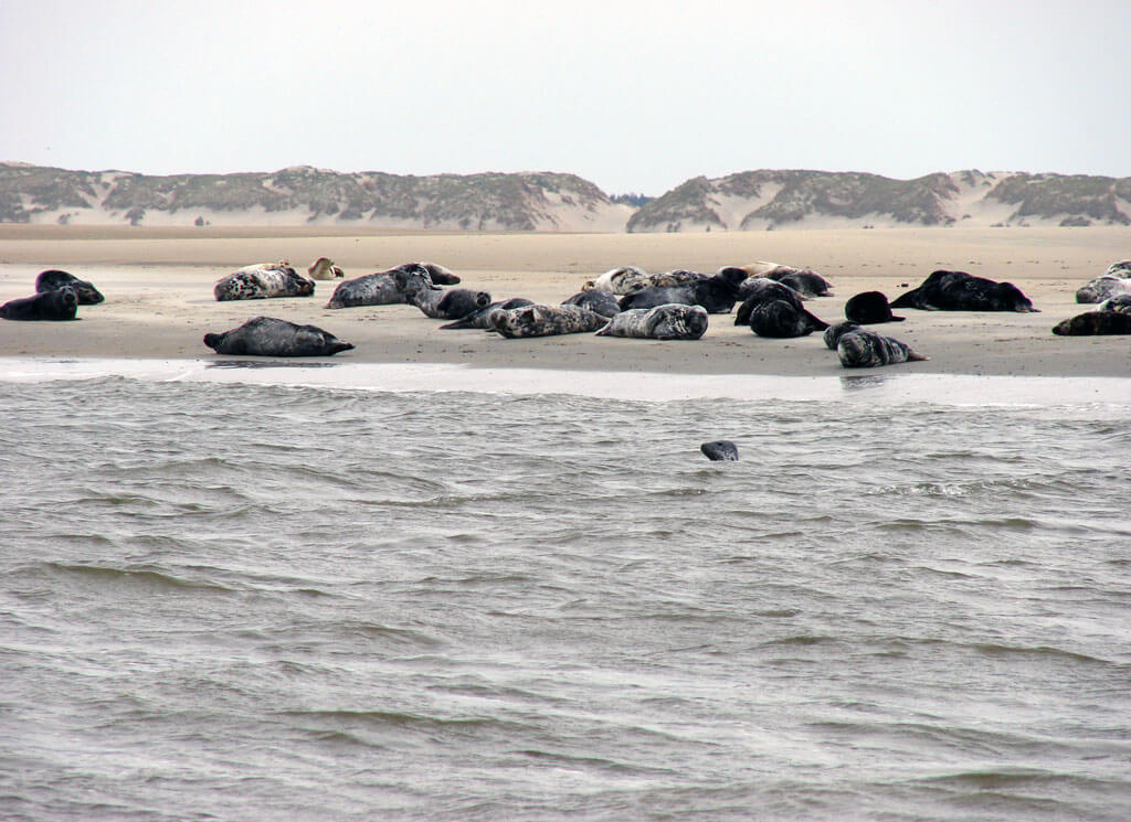 Zeehonden strand