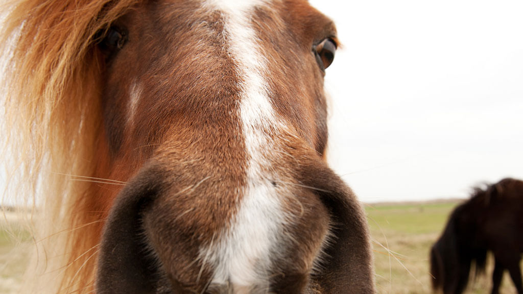 Paard