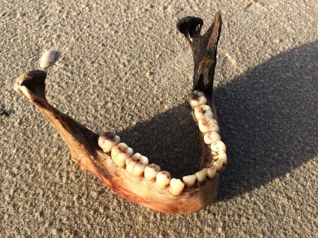 Kaak Terschelling