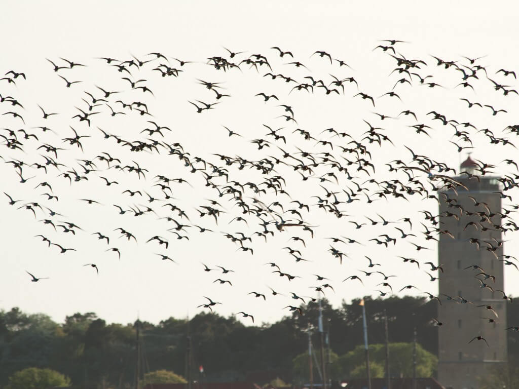 Vogels Brandaris