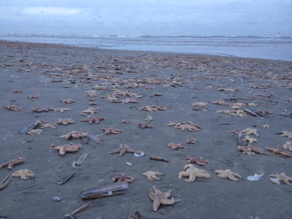 Zeesterren