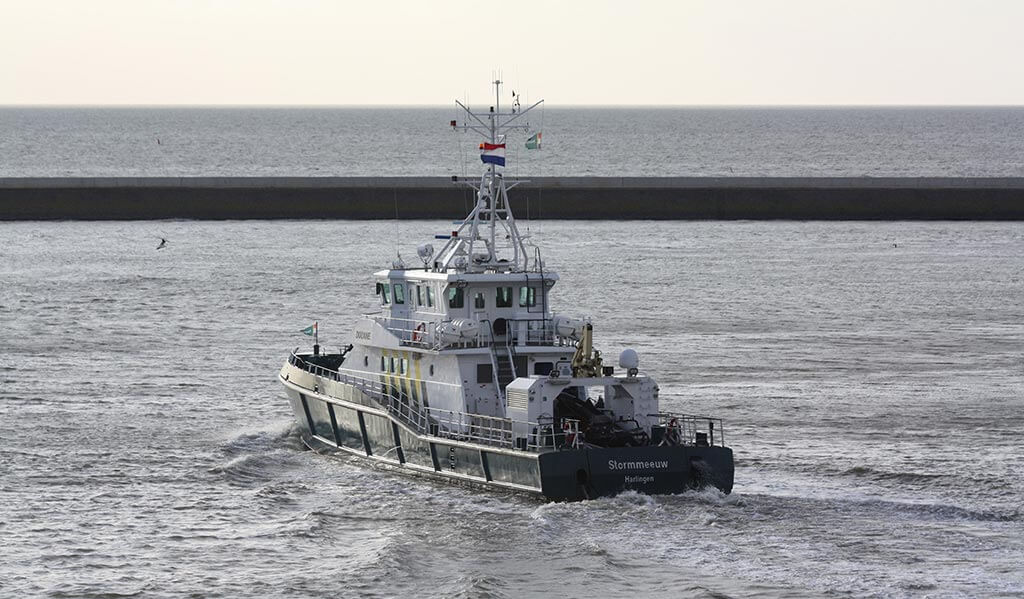 Stormmeeuw Douane