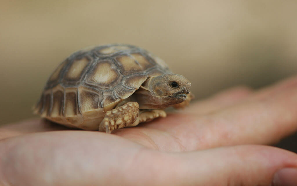 Schildpad