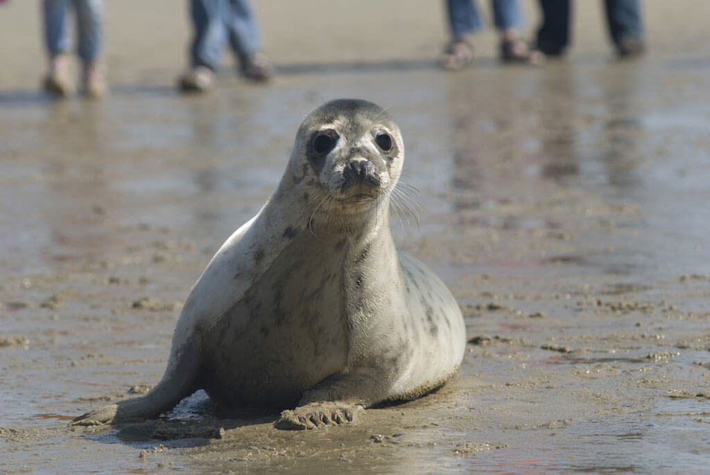 Zeehond